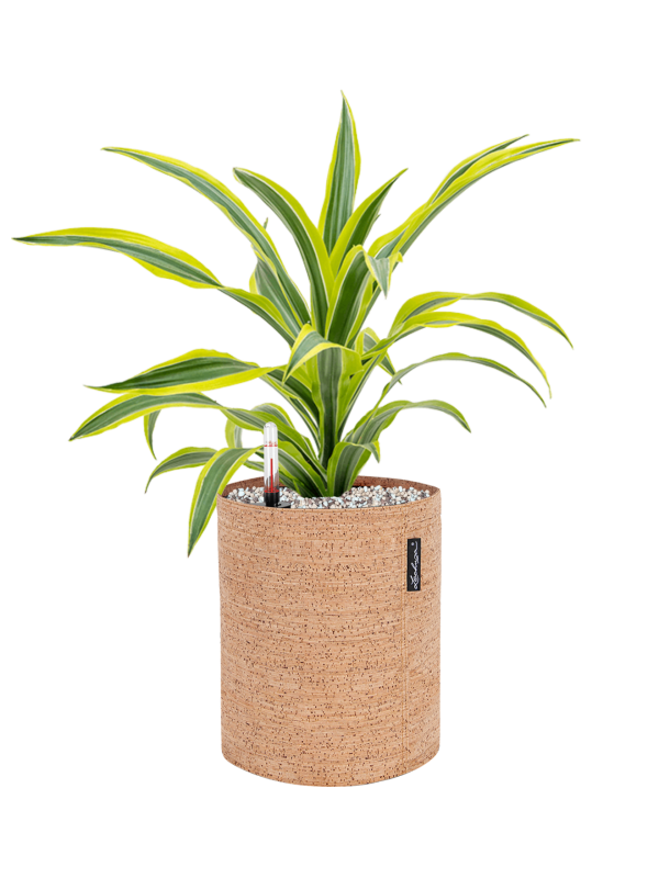 Dracaena 'Lemon Lime' in Lechuza Trendcover 23 Cork Office Plant With Pot 51cm Height 21cm Dia