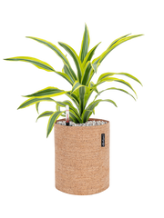 Dracaena 'Lemon Lime' in Lechuza Trendcover 23 Cork Office Plant With Pot 51cm Height 21cm Dia