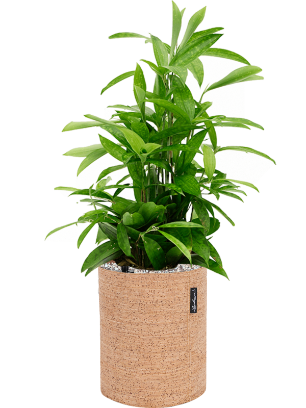 Dracaena surculosa in Lechuza Trendcover 23 Cork Office Plant With Pot 61cm Height 21cm Dia