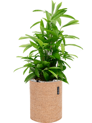 Dracaena surculosa in Lechuza Trendcover 23 Cork Office Plant With Pot 61cm Height 21cm Dia