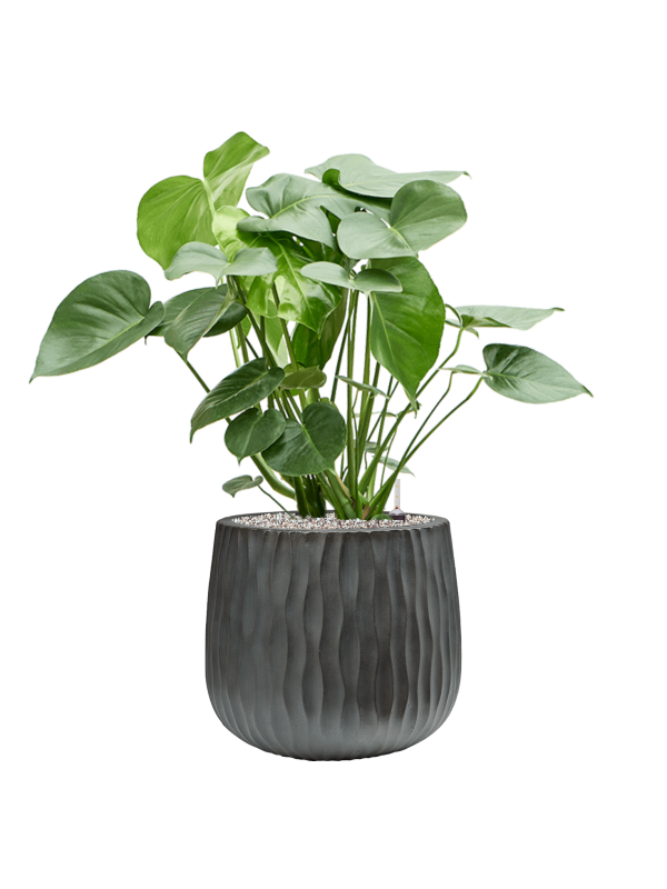 Monstera deliciosa in Wave Office Plant With Pot 87cm Height 31cm Dia