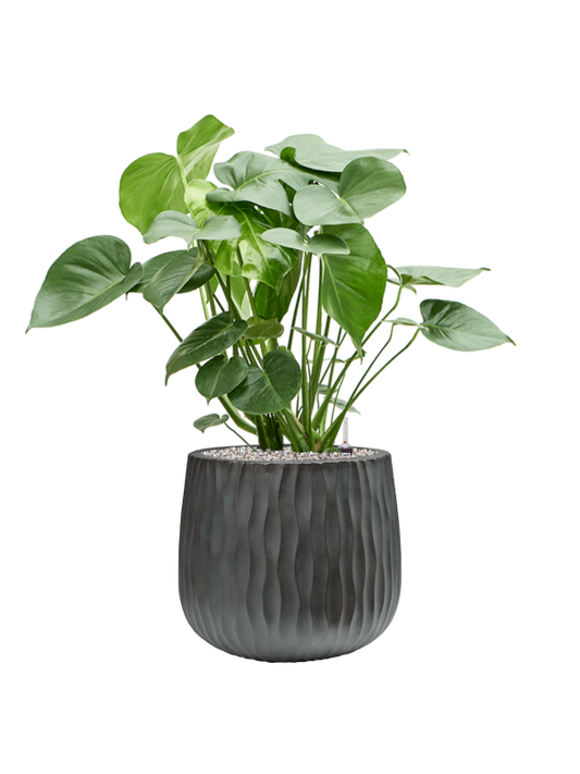 Monstera deliciosa in Wave Office Plant With Pot 87cm Height 31cm Dia