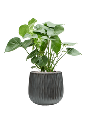 Monstera deliciosa in Wave Office Plant With Pot 87cm Height 31cm Dia
