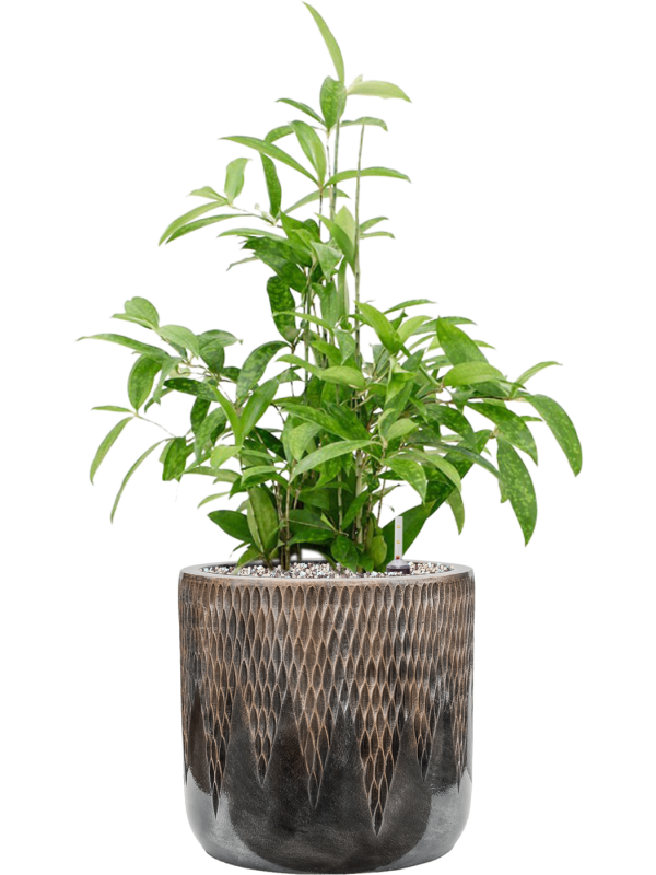 Dracaena surculosa in Baq Luxe Lite Universe Comet Office Plant With Pot 75cm Height 24cm Dia