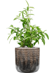 Dracaena surculosa in Baq Luxe Lite Universe Comet Office Plant With Pot 75cm Height 24cm Dia