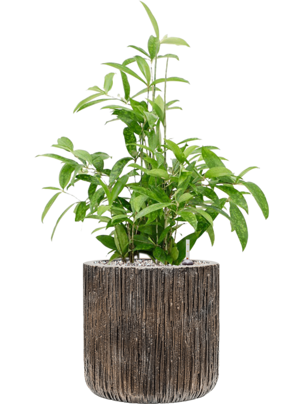 Dracaena surculosa in Baq Luxe Lite Universe Waterfall Office Plant With Pot 75cm Height 24cm Dia