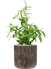 Dracaena surculosa in Baq Luxe Lite Universe Waterfall Office Plant With Pot 75cm Height 24cm Dia