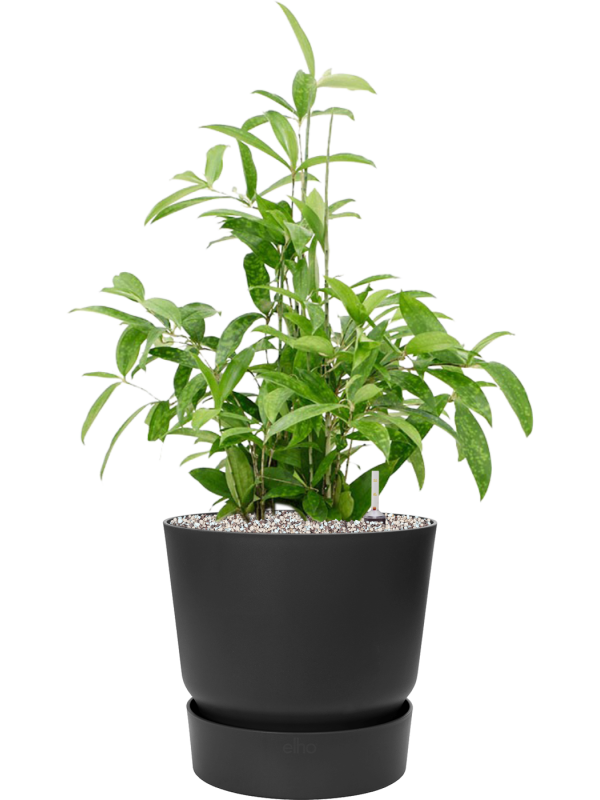 Dracaena surculosa in Greenville Office Plant With Pot 74cm Height 28.5cm Dia