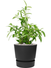 Dracaena surculosa in Greenville Office Plant With Pot 74cm Height 28.5cm Dia