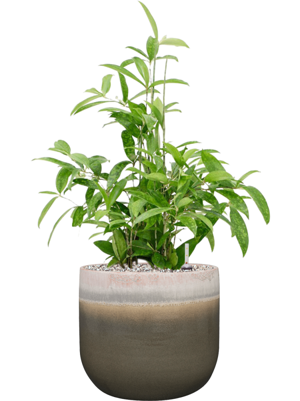 Dracaena surculosa in Tara Office Plant With Pot 73cm Height 25.5cm Dia