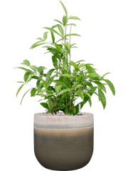 Dracaena surculosa in Tara Office Plant With Pot 73cm Height 25.5cm Dia
