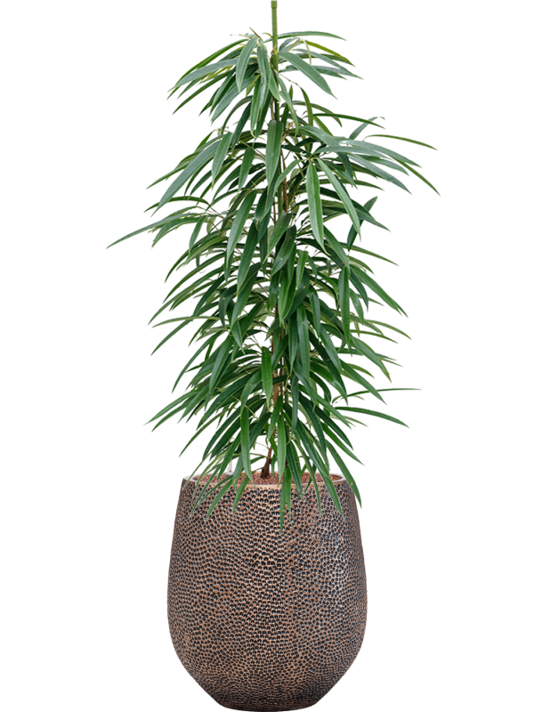 Ficus binnendijkii 'Alii' in Baq Opus Hit Office Plant With Pot 124cm Height 24cm Dia