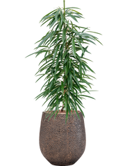 Ficus binnendijkii 'Alii' in Baq Opus Hit Office Plant With Pot 124cm Height 24cm Dia