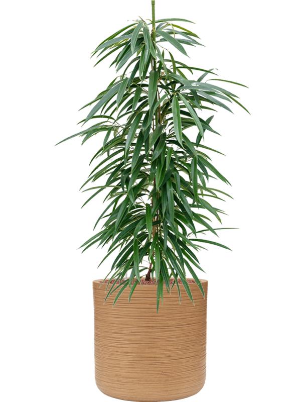 Ficus binnendijkii 'Alii' in Baq Dune Office Plant With Pot 119cm Height 32cm Dia