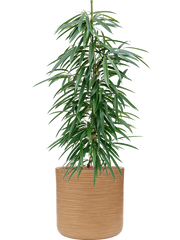 Ficus binnendijkii 'Alii' in Baq Dune Office Plant With Pot 119cm Height 32cm Dia