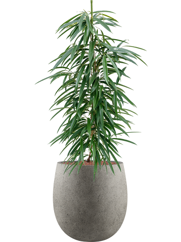 Ficus binnendijkii 'Alii' in Grigio Office Plant With Pot 124cm Height 32cm Dia