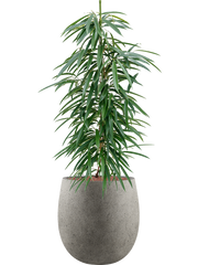 Ficus binnendijkii 'Alii' in Grigio Office Plant With Pot 124cm Height 32cm Dia