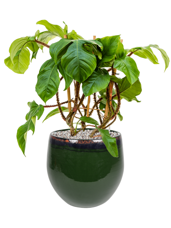 Philodendron squamiferum in Charlotte Office Plant With Pot 62cm Height 23cm Dia