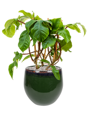 Philodendron squamiferum in Charlotte Office Plant With Pot 62cm Height 23cm Dia