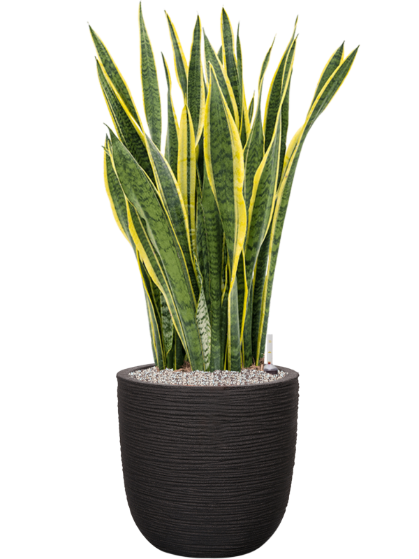 Sansevieria trifasciata 'Laurentii' in Capi Nature Rib NL Office Plant With Pot 113cm Height 40cm Dia