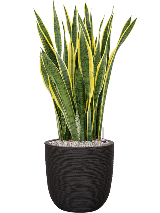 Sansevieria trifasciata 'Laurentii' in Capi Nature Rib NL Office Plant With Pot 113cm Height 40cm Dia