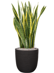 Sansevieria trifasciata 'Laurentii' in Capi Nature Rib NL Office Plant With Pot 113cm Height 40cm Dia