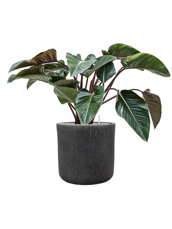 Philodendron 'Red Beauty' in Baq Raindrop Office Plant With Pot 91cm Height 40cm Dia