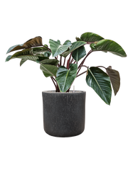 Philodendron 'Red Beauty' in Baq Raindrop Office Plant With Pot 91cm Height 40cm Dia