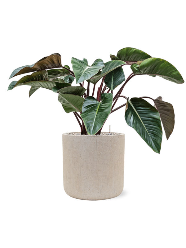 Philodendron 'Red Beauty' in Baq Raindrop Office Plant With Pot 91cm Height 37cm Dia