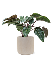 Philodendron 'Red Beauty' in Baq Raindrop Office Plant With Pot 91cm Height 37cm Dia