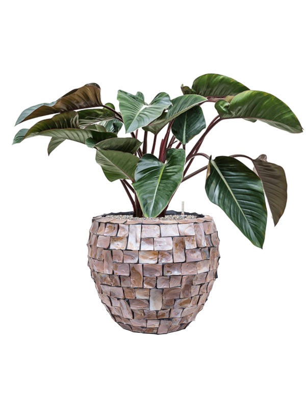 Philodendron 'Red Beauty' in Baq Oceana Pearl Office Plant With Pot 94cm Height 38cm Dia