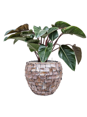 Philodendron 'Red Beauty' in Baq Oceana Pearl Office Plant With Pot 94cm Height 38cm Dia
