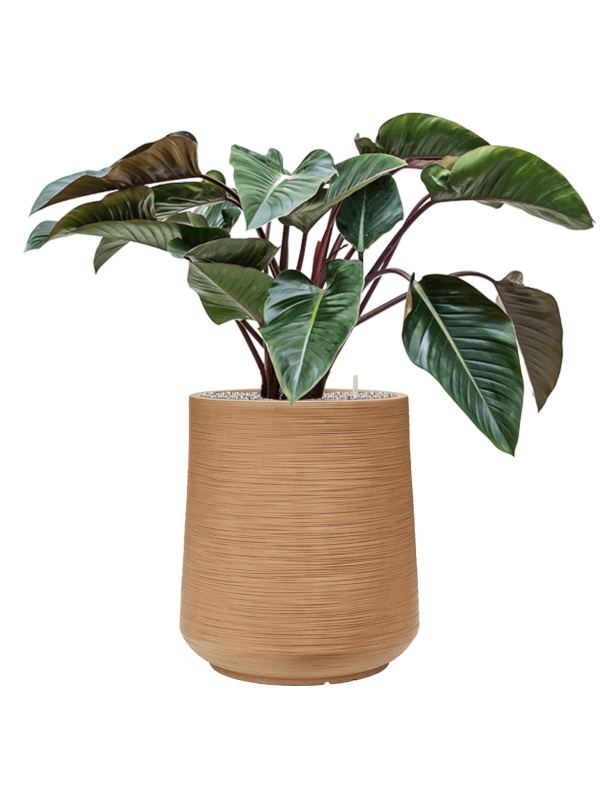 Philodendron 'Red Beauty' in Baq Dune Office Plant With Pot 106cm Height 39cm Dia