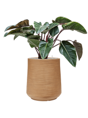 Philodendron 'Red Beauty' in Baq Dune Office Plant With Pot 106cm Height 39cm Dia
