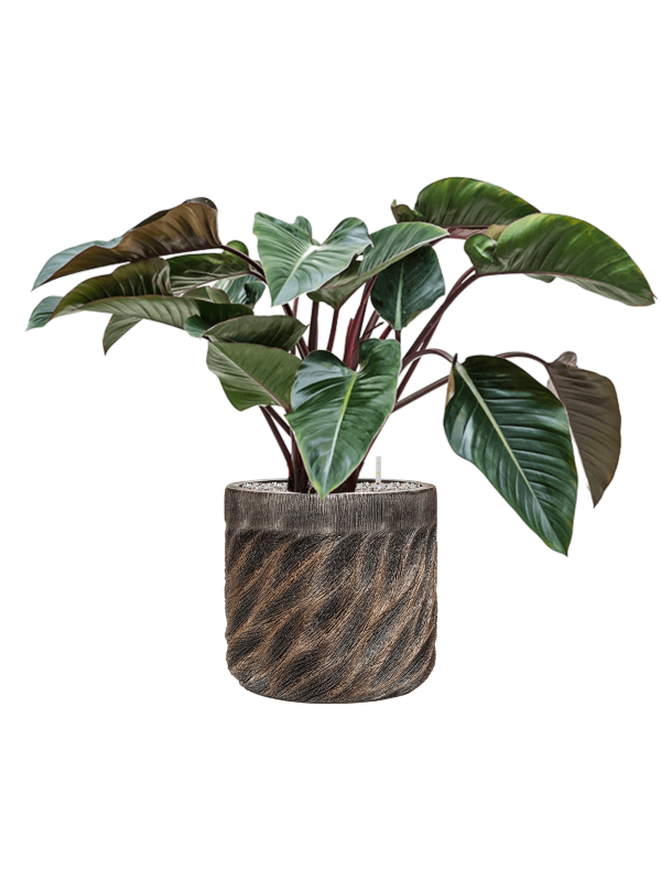 Philodendron 'Red Beauty' in Baq Luxe Lite Universe Wave Office Plant With Pot 88cm Height 35cm Dia