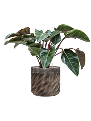 Philodendron 'Red Beauty' in Baq Luxe Lite Universe Wave Office Plant With Pot 88cm Height 35cm Dia