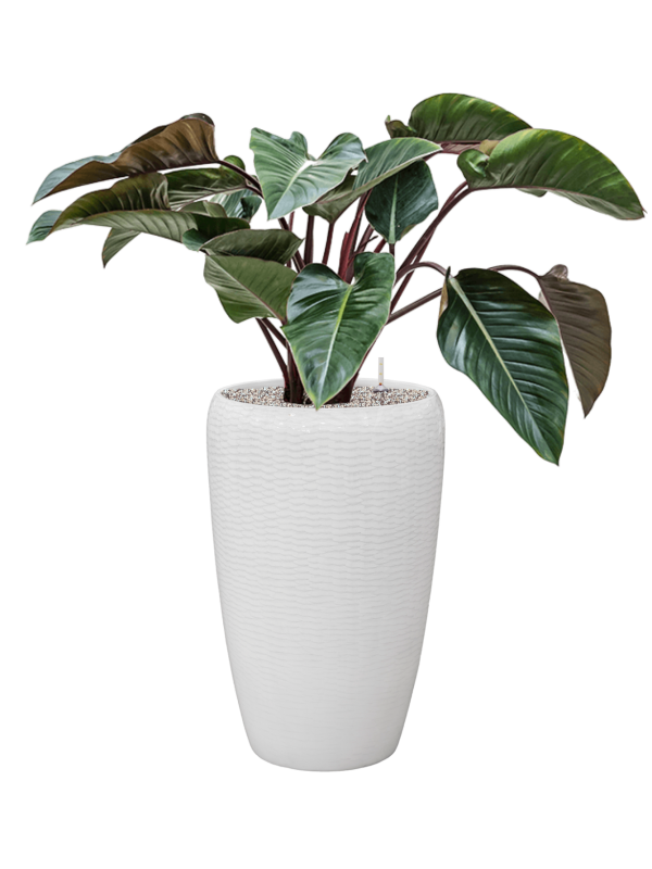 Philodendron 'Red Beauty' in Baq Vogue Amfi Office Plant With Pot 116cm Height 36cm Dia