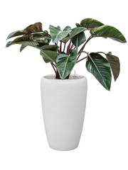 Philodendron 'Red Beauty' in Baq Vogue Amfi Office Plant With Pot 116cm Height 36cm Dia
