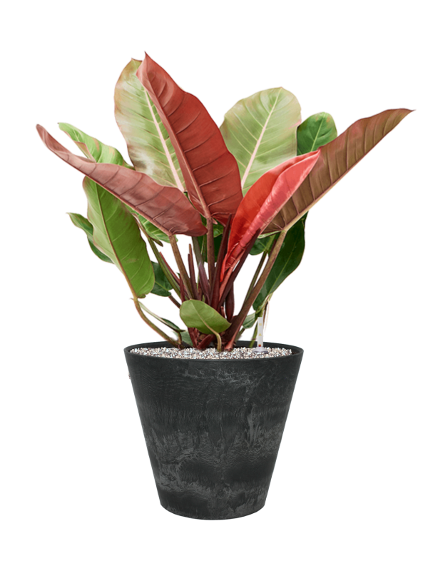 Philodendron 'Prince of Orange' in Artstone Office Plant With Pot 76cm Height 32cm Dia