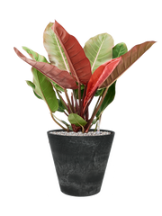 Philodendron 'Prince of Orange' in Artstone Office Plant With Pot 76cm Height 32cm Dia