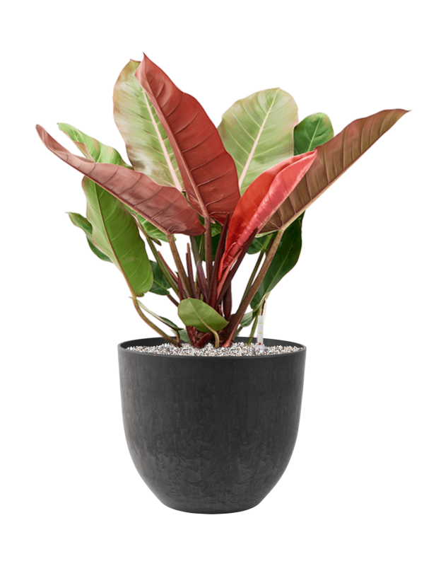Philodendron 'Prince of Orange' in Artstone Office Plant With Pot 75cm Height 31.5cm Dia