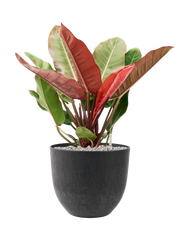 Philodendron 'Prince of Orange' in Artstone Office Plant With Pot 75cm Height 31.5cm Dia