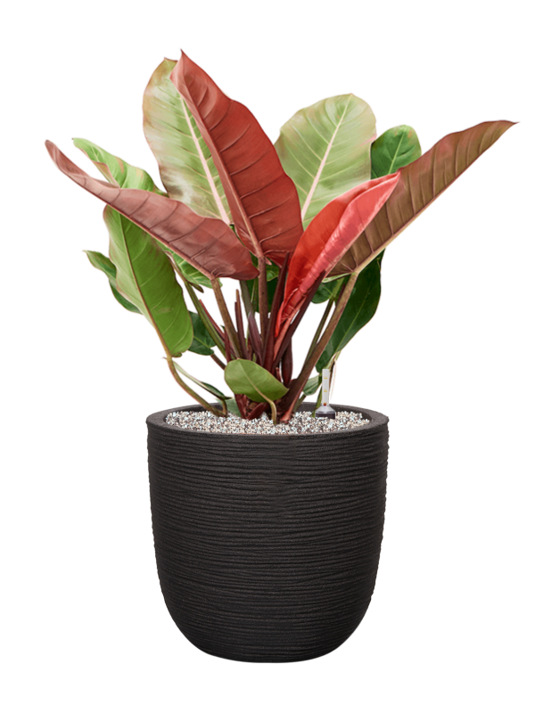 Philodendron 'Prince of Orange' in Capi Nature Rib NL Office Plant With Pot 79cm Height 29.8cm Dia