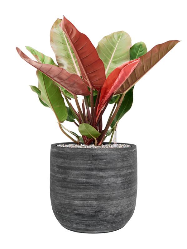 Philodendron 'Prince of Orange' in Magna Office Plant With Pot 81cm Height 32cm Dia