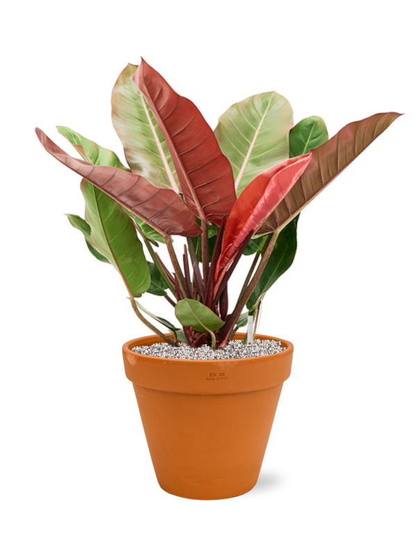 Philodendron 'Prince of Orange' in Terra Cotta Office Plant With Pot 73cm Height 30cm Dia