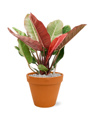 Philodendron 'Prince of Orange' in Terra Cotta Office Plant With Pot 73cm Height 30cm Dia