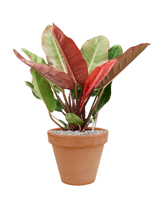 Philodendron 'Prince of Orange' in Terra Cotta Office Plant With Pot 72cm Height 29cm Dia