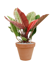 Philodendron 'Prince of Orange' in Terra Cotta Office Plant With Pot 72cm Height 29cm Dia