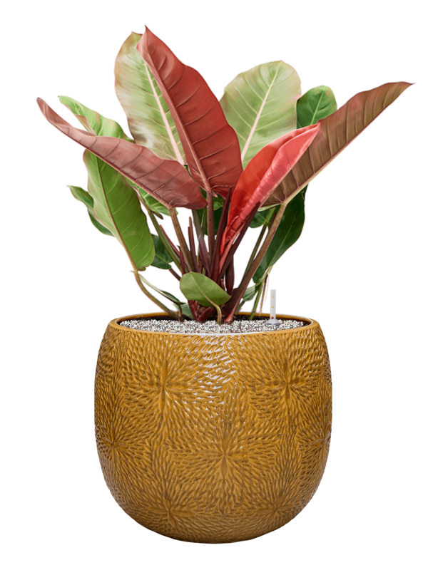 Philodendron 'Prince of Orange' in Marly Office Plant With Pot 84cm Height 31cm Dia