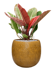 Philodendron 'Prince of Orange' in Marly Office Plant With Pot 84cm Height 31cm Dia